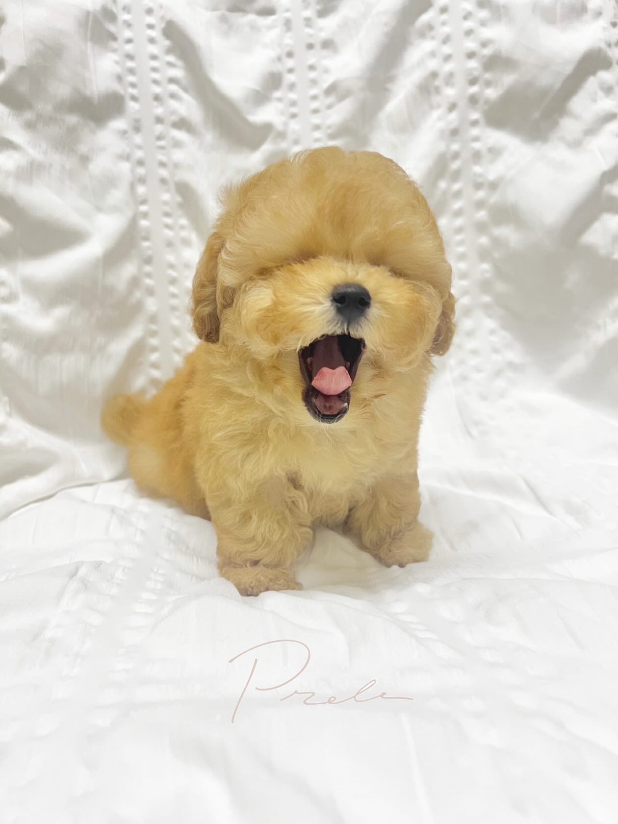 Dog No.005の画像