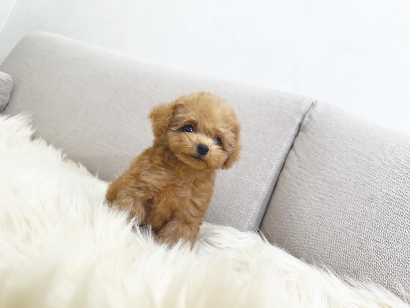 Dog No.008の画像