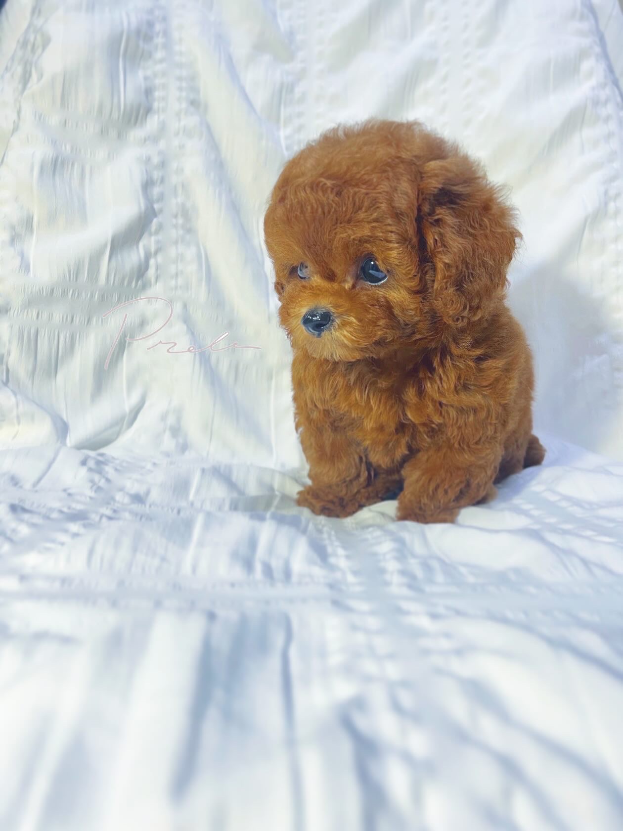 Dog No.004の画像