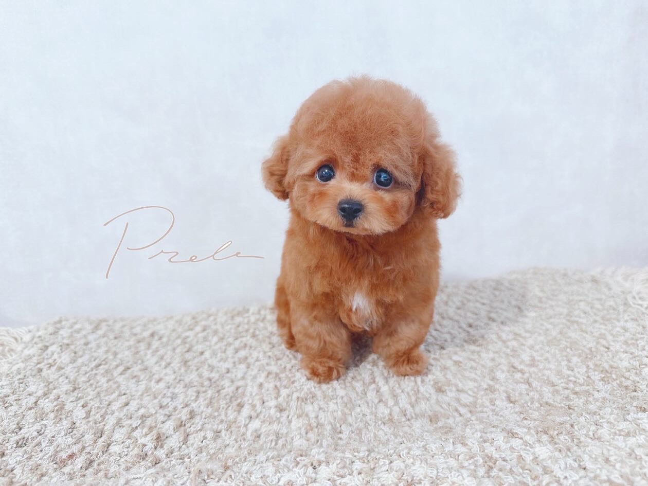 Dog No.003の画像
