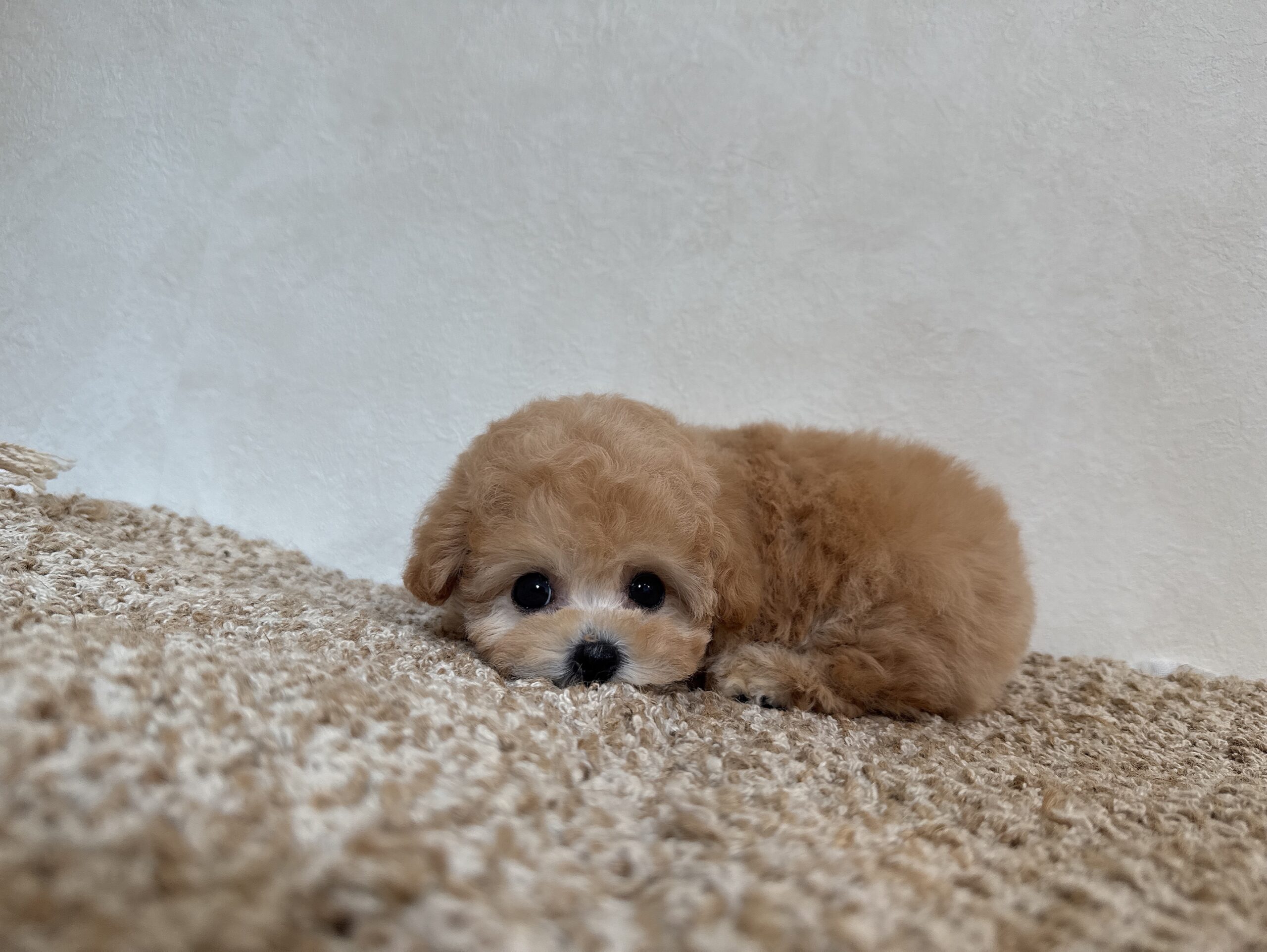 Dog No.009の画像