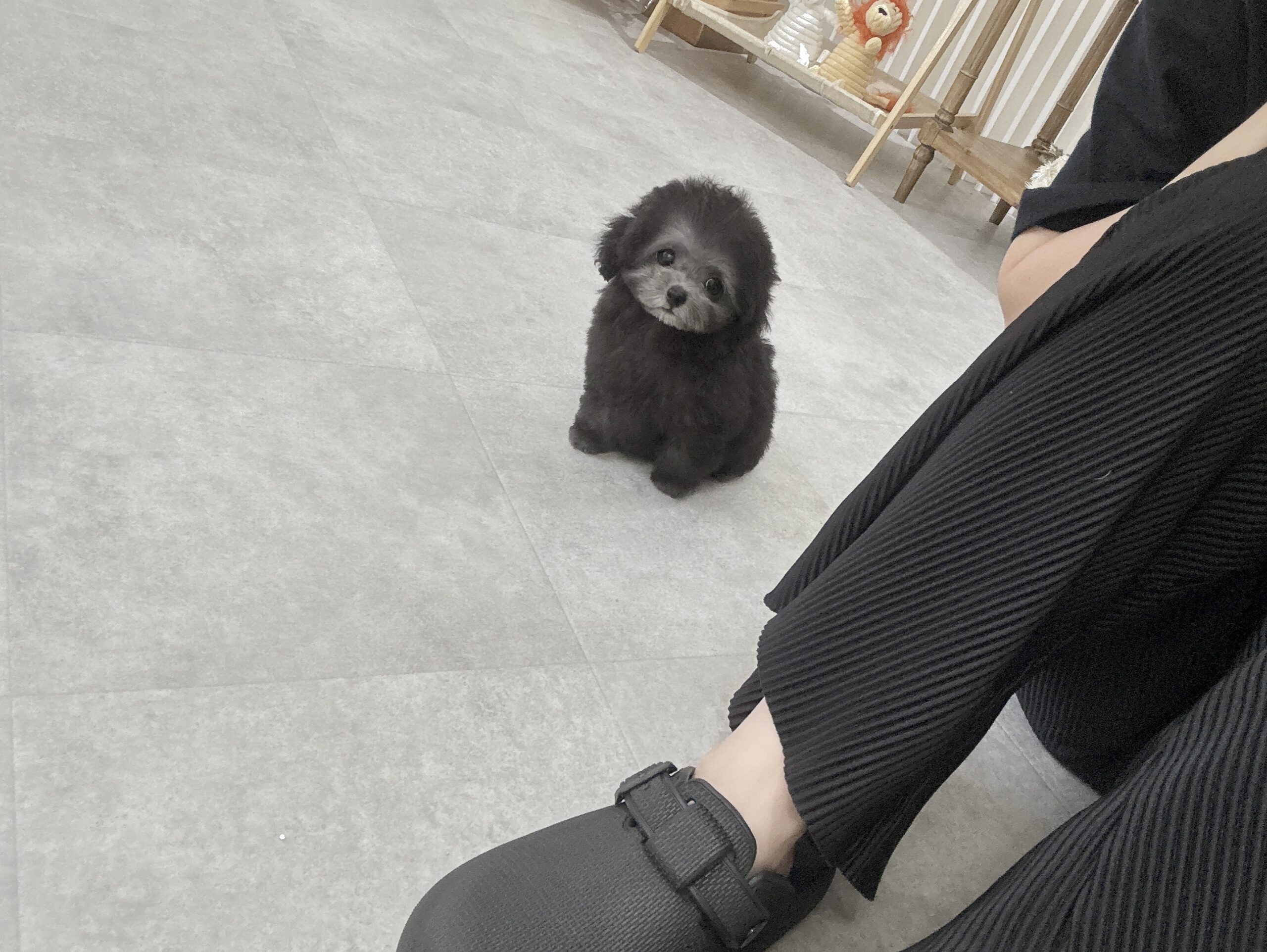 Dog No.007の画像