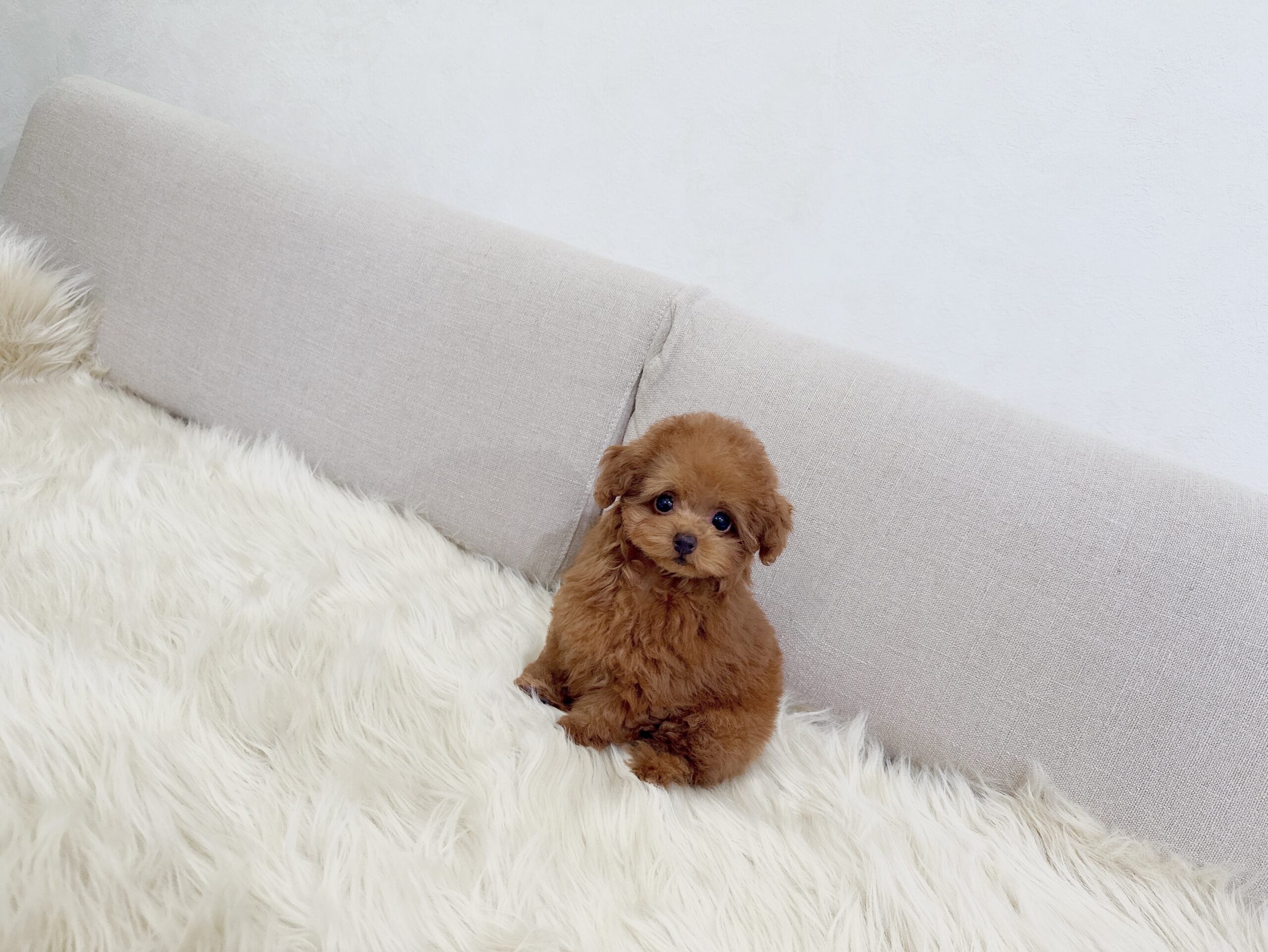 Dog No.010の画像