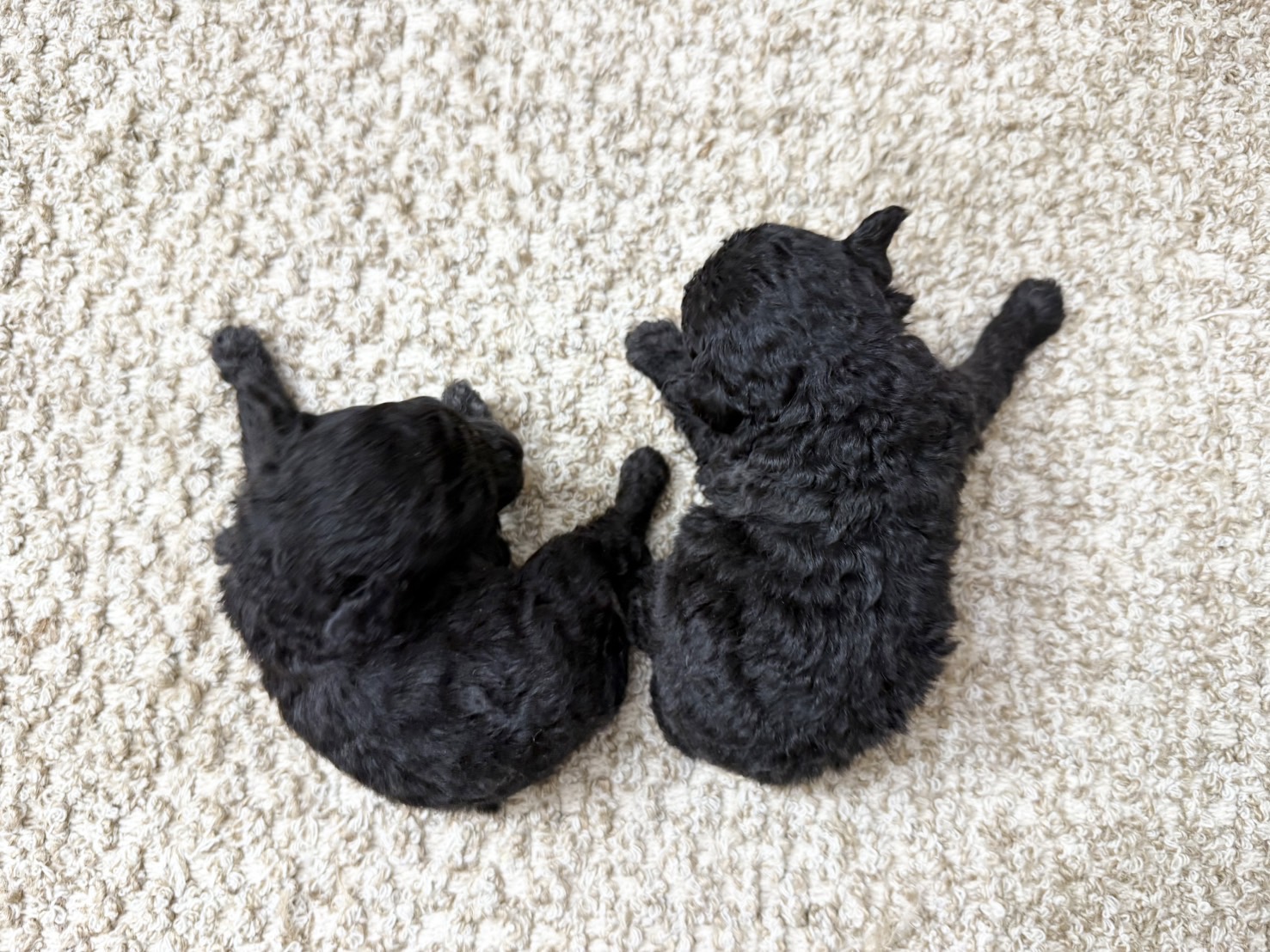 Dog No.006の画像