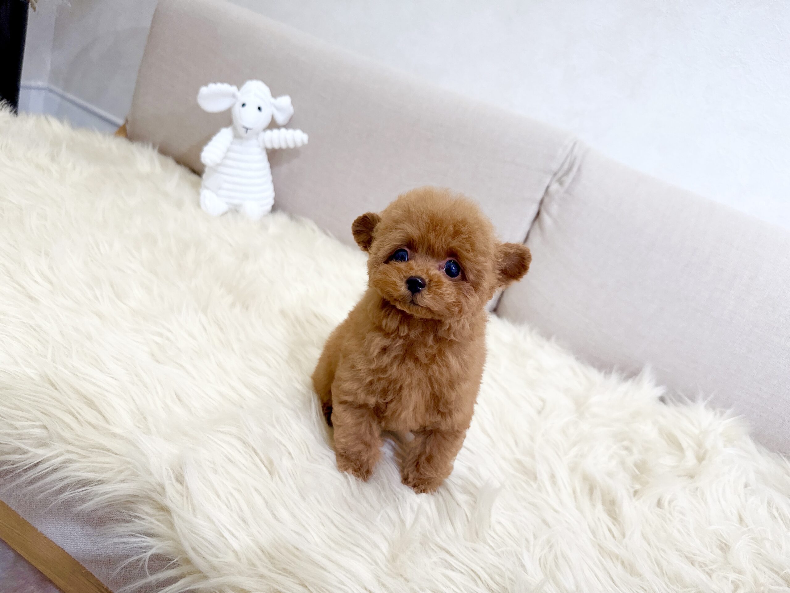 Dog No.011の画像