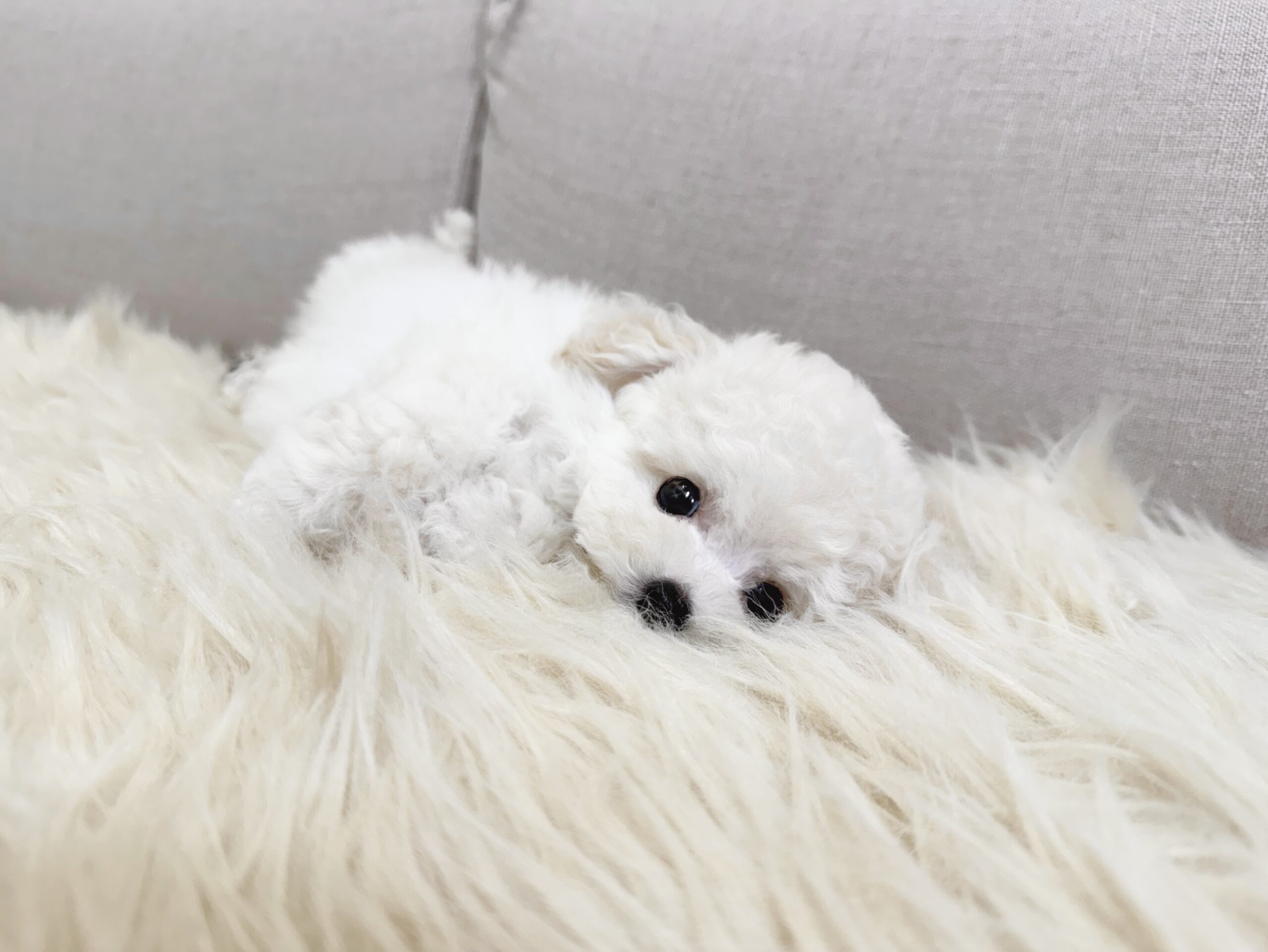 Dog No.013の画像