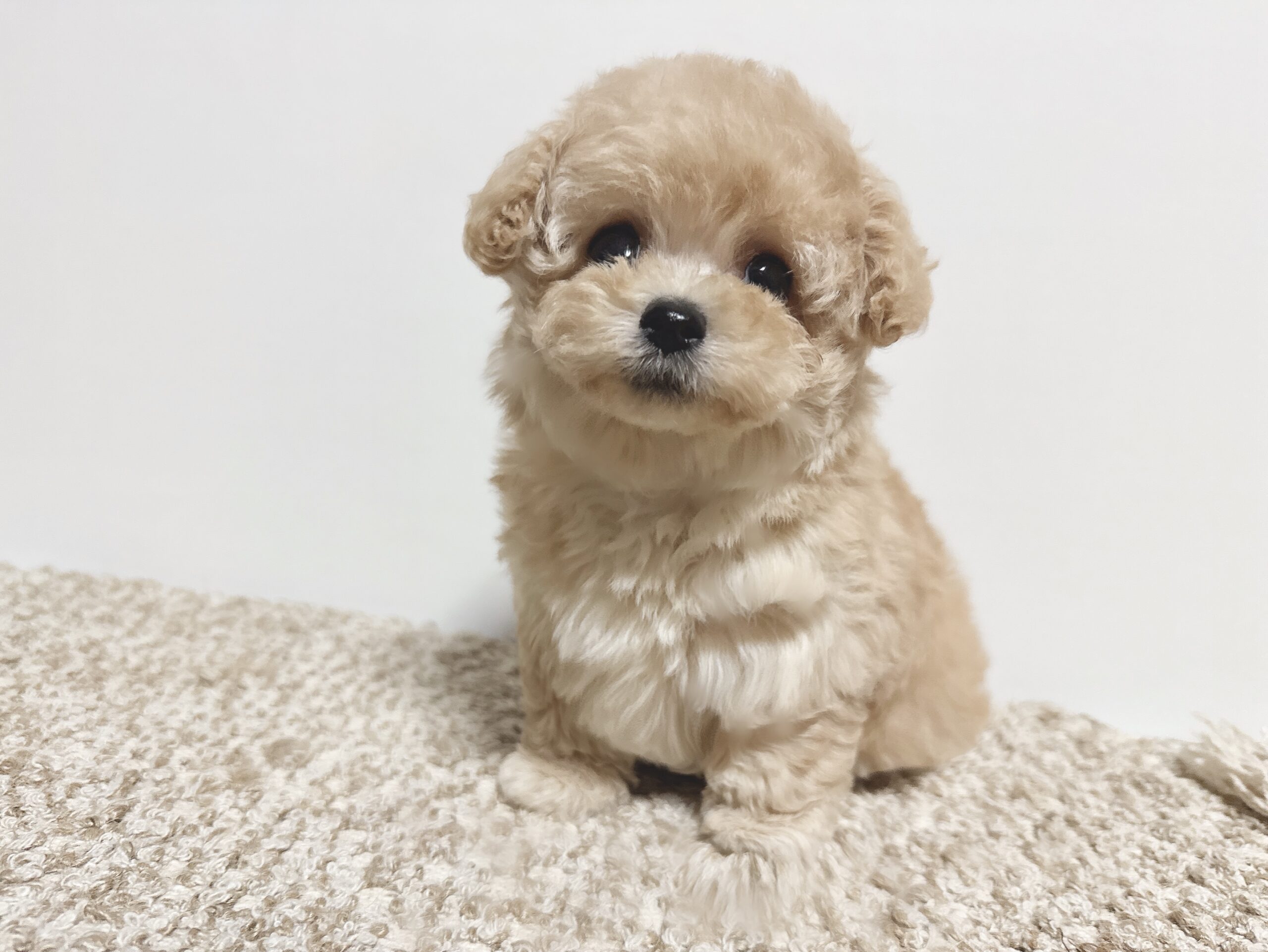 Dog No.012の画像