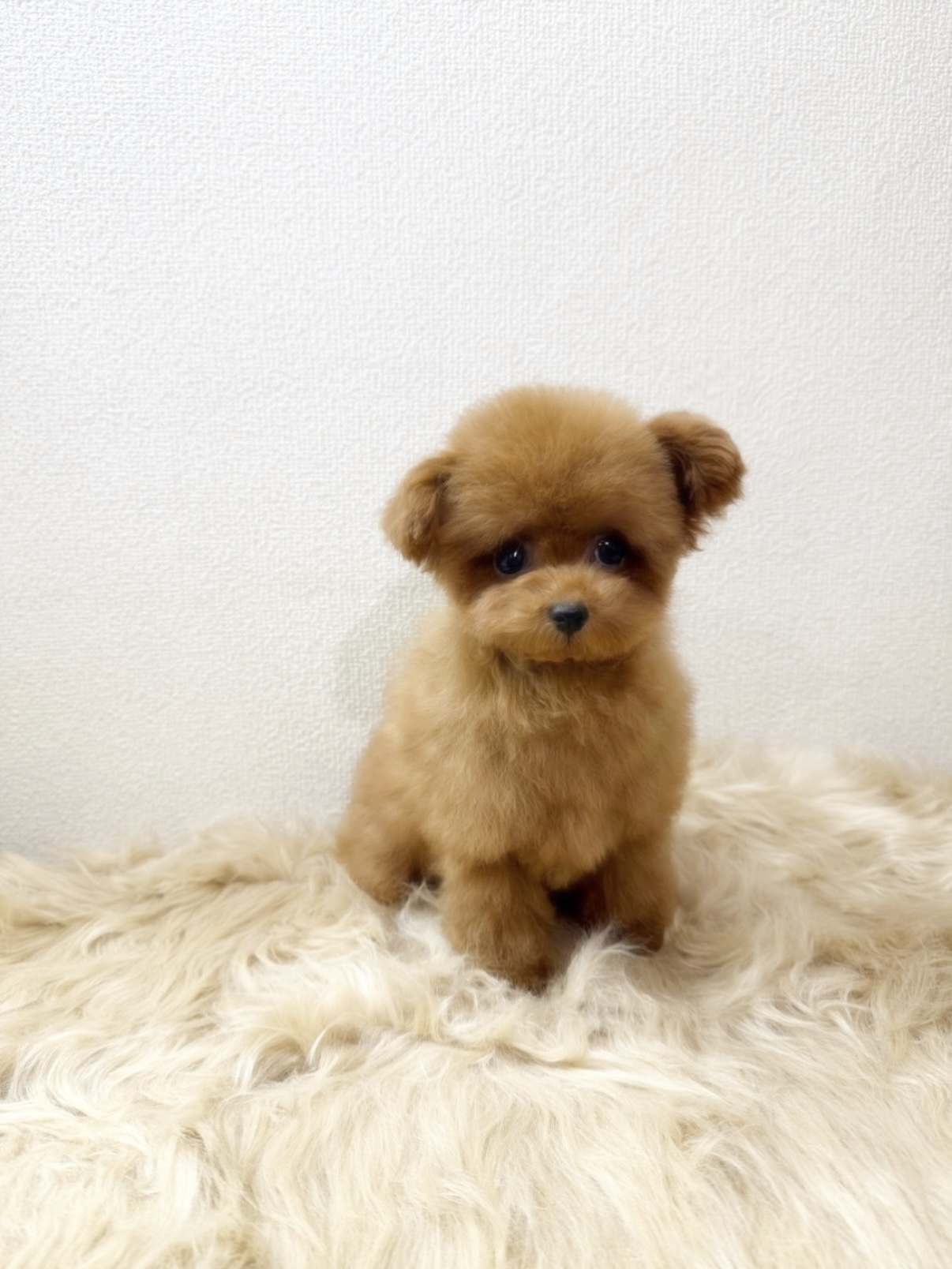 Dog No.015の画像4