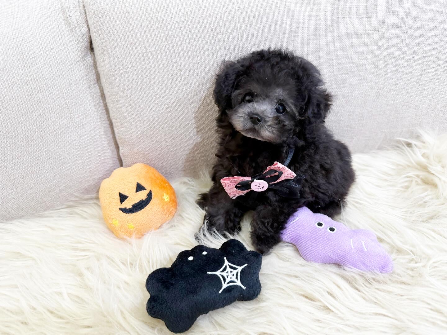 Dog No.014の画像4