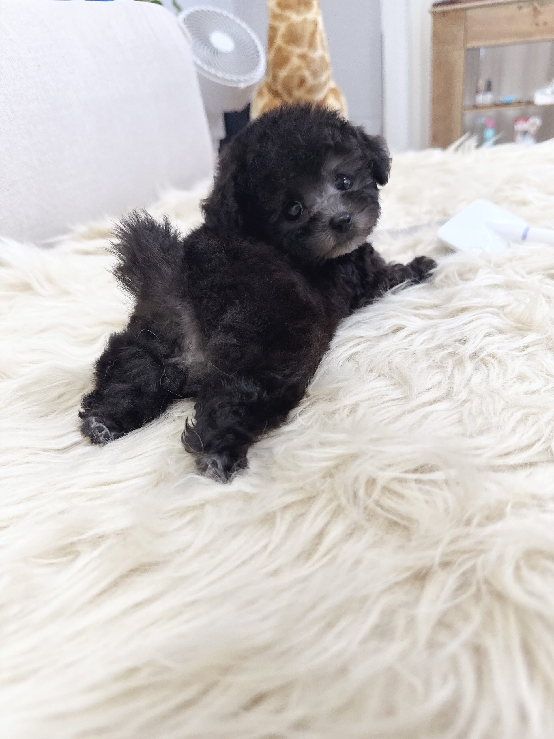 Dog No.014の画像