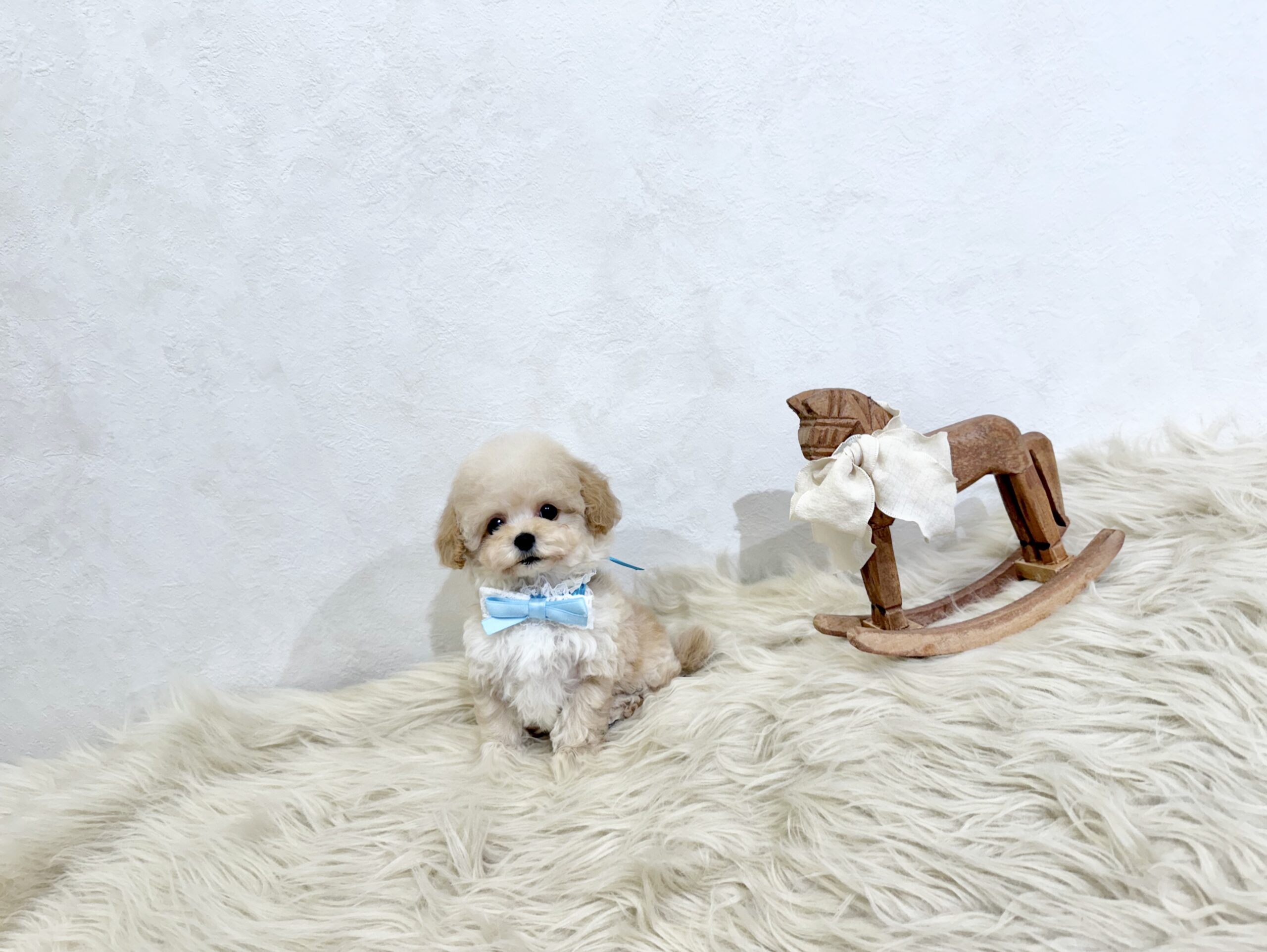 Dog No.017の画像4