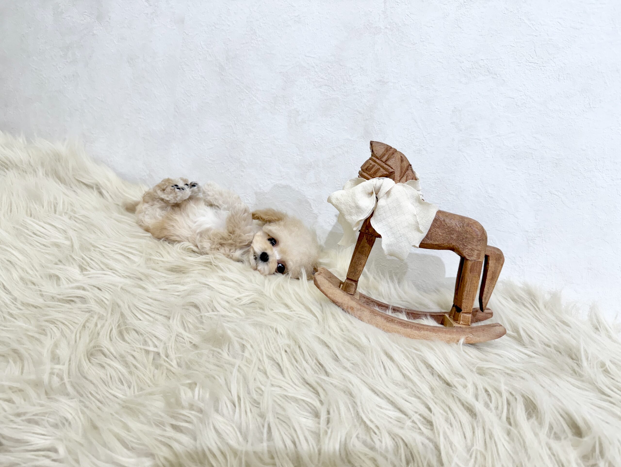 Dog No.017の画像3