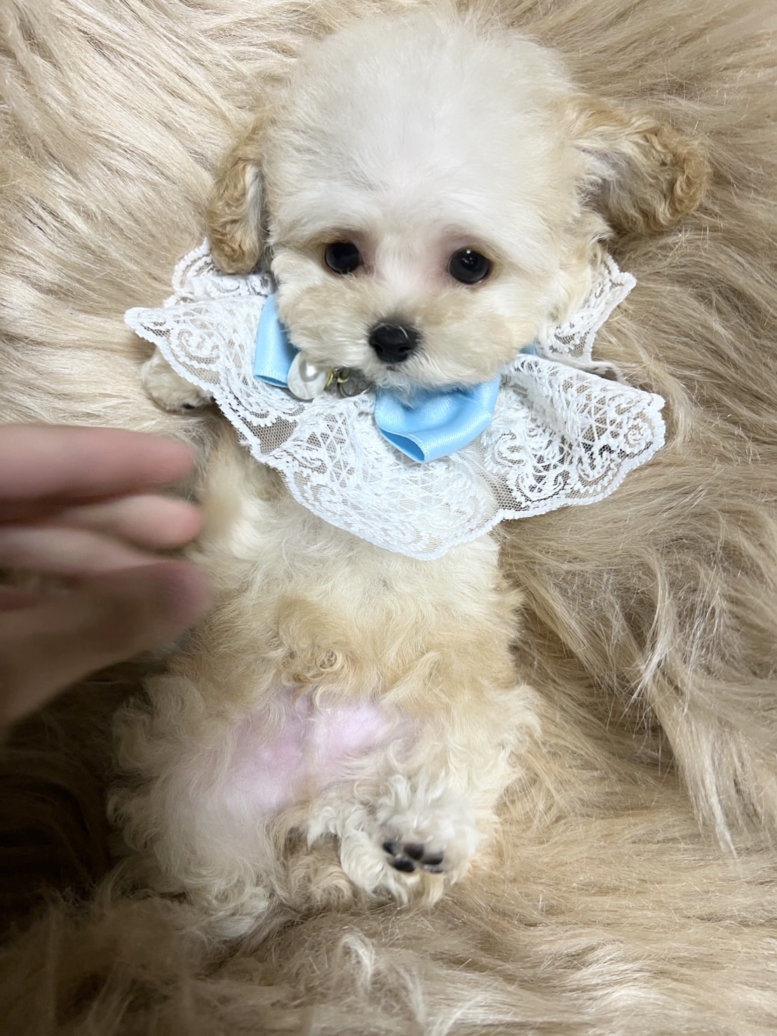 Dog No.017の画像2