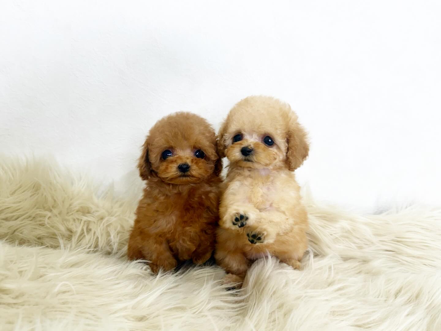 Dog No.022の画像3