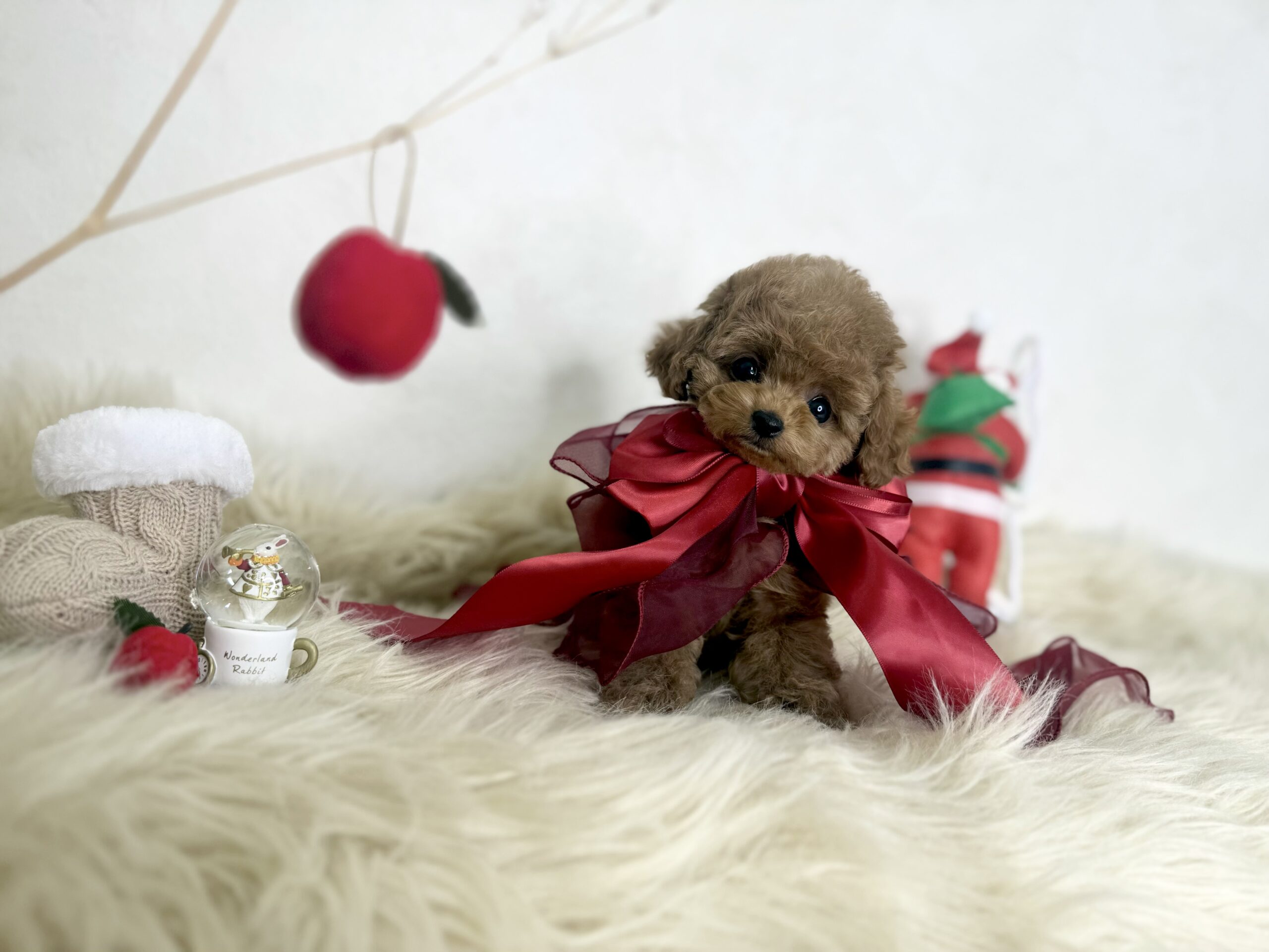 Dog No.021の画像4