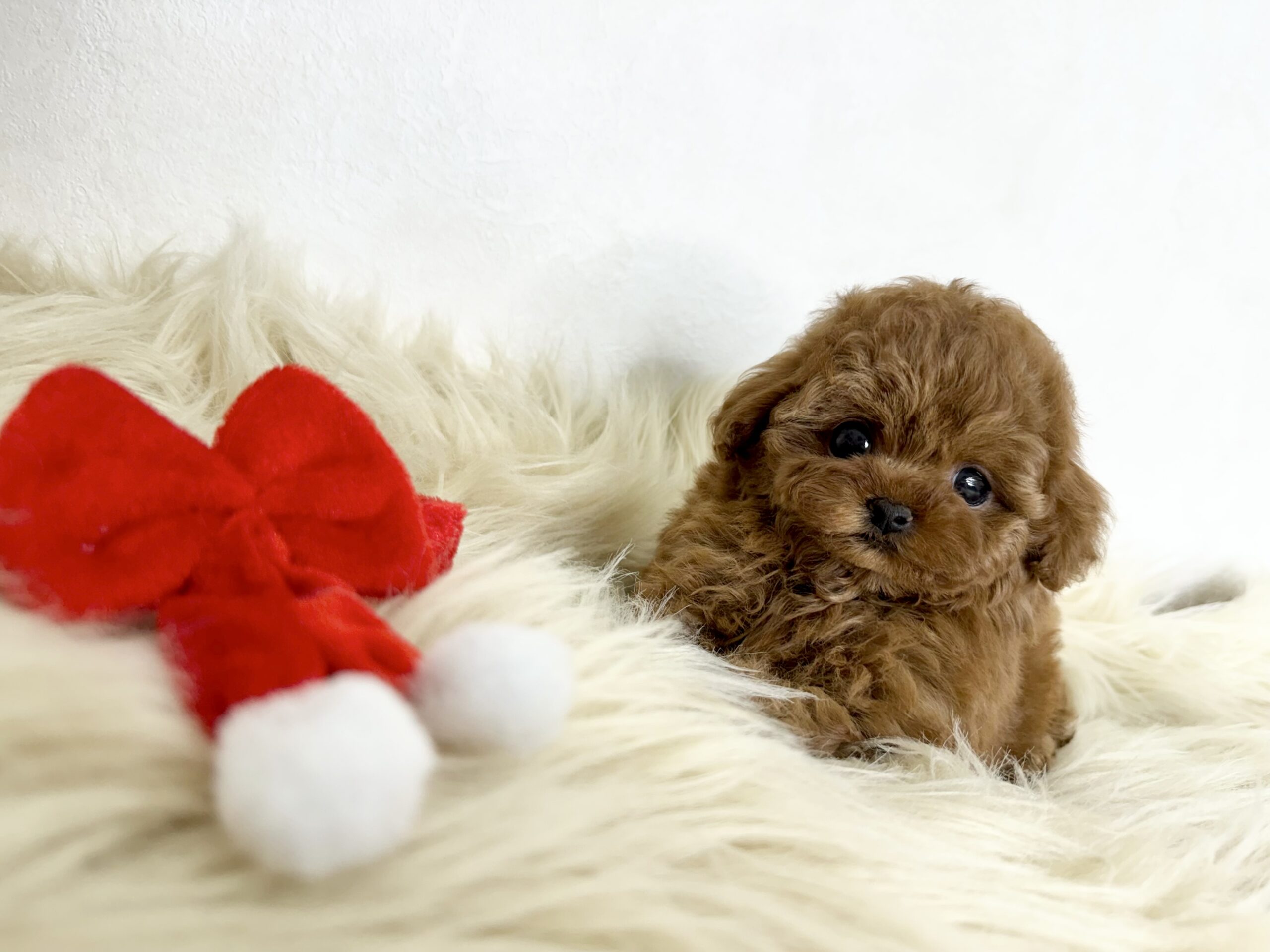 Dog No.020の画像3