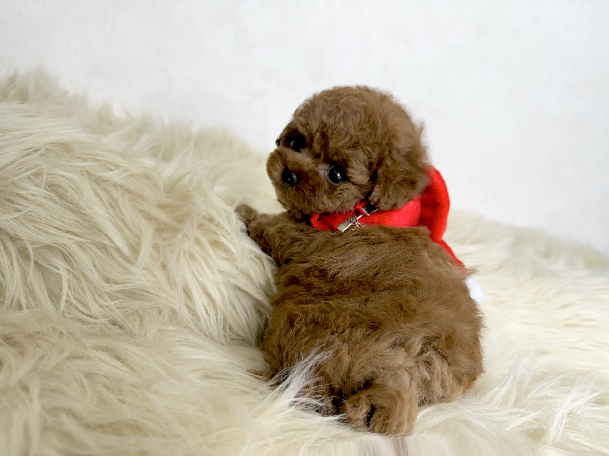 Dog No.020の画像2