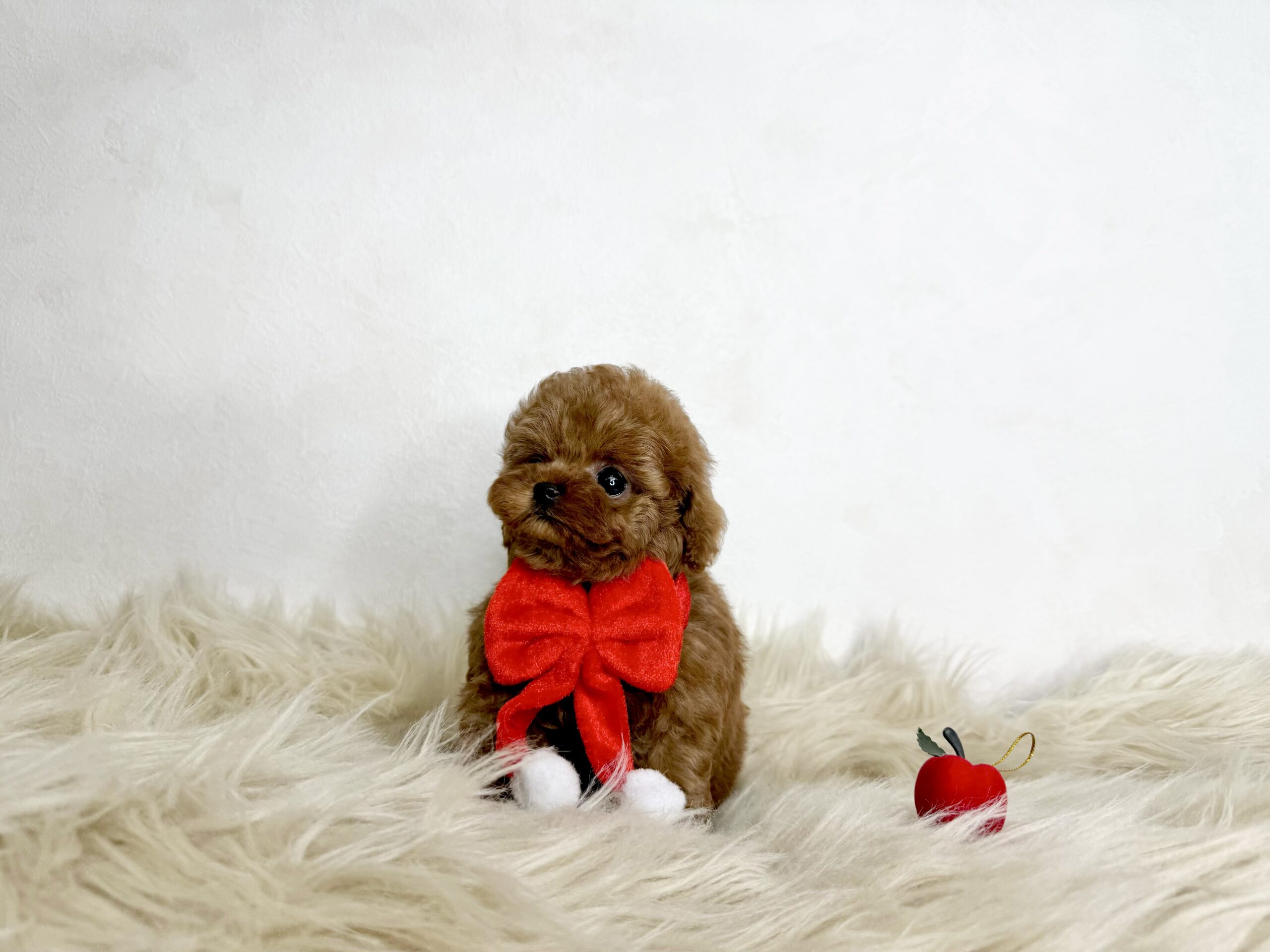 Dog No.020の画像4