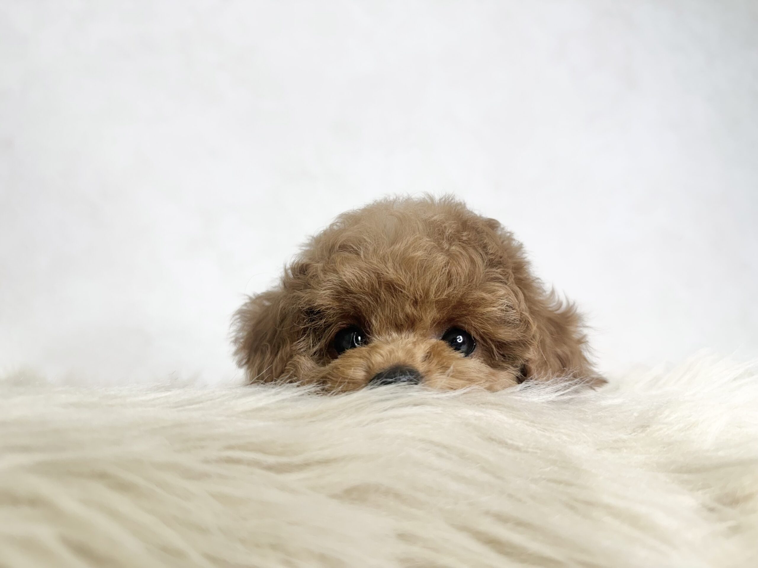 Dog No.021の画像3