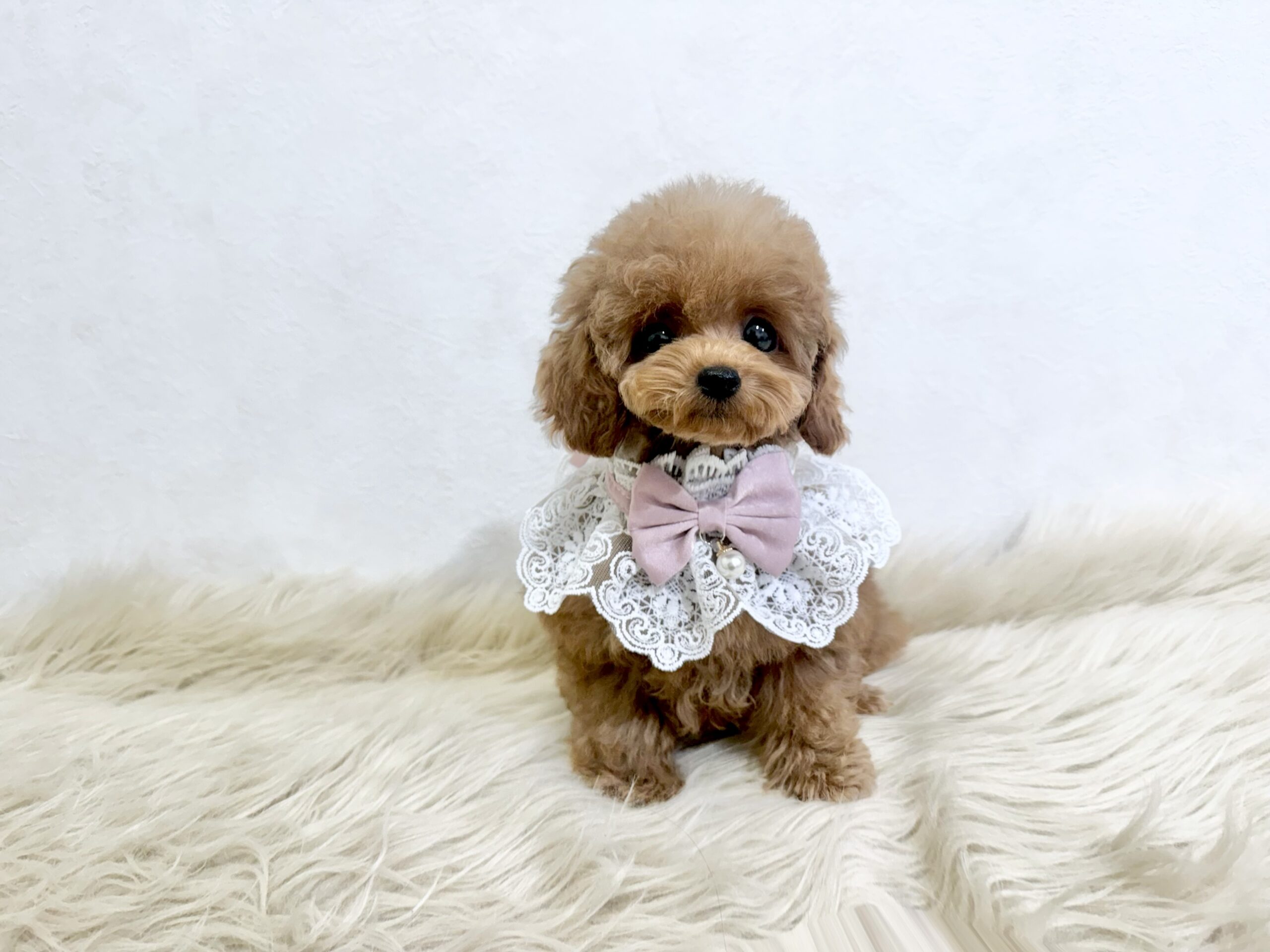 Dog No.021の画像2