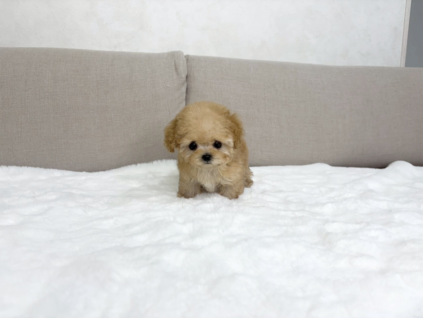 Dog No.025の画像2