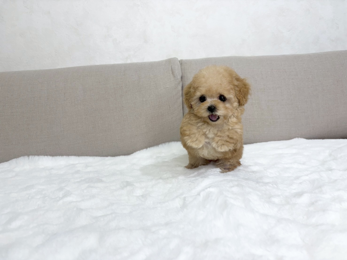 Dog No.025の画像3