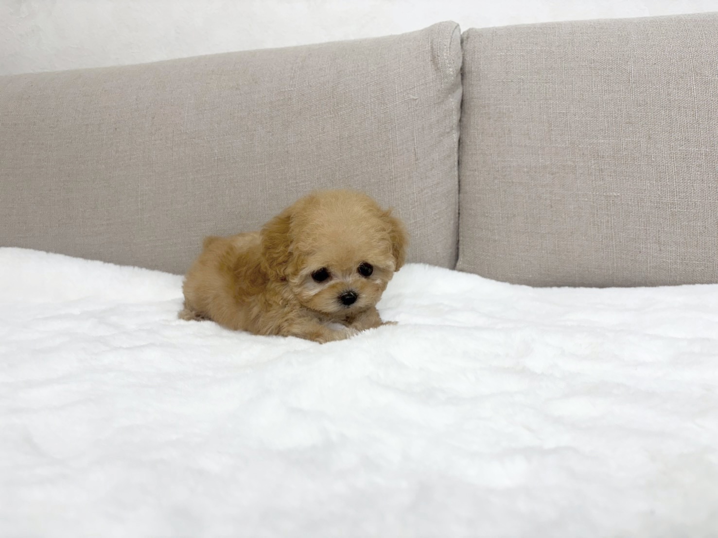 Dog No.025の画像4