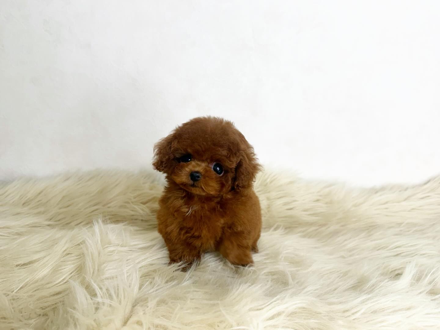 Dog No.026の画像3