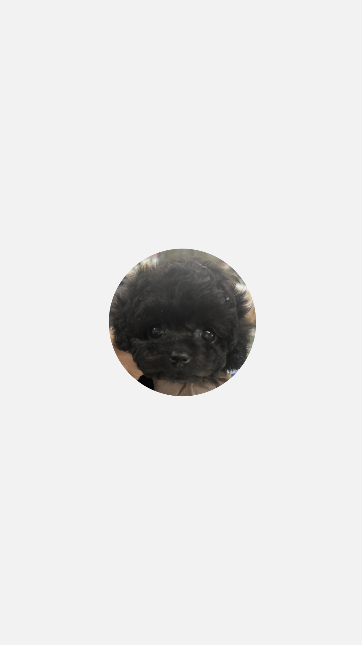 Dog No.029の画像3