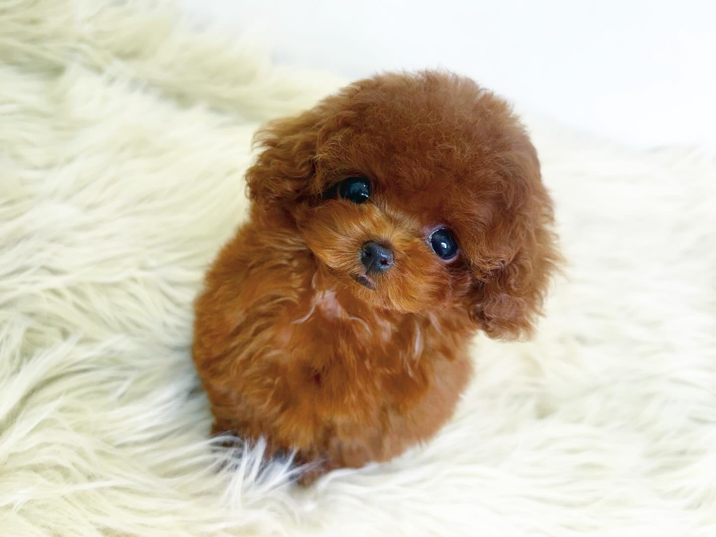 Dog No.026の画像2