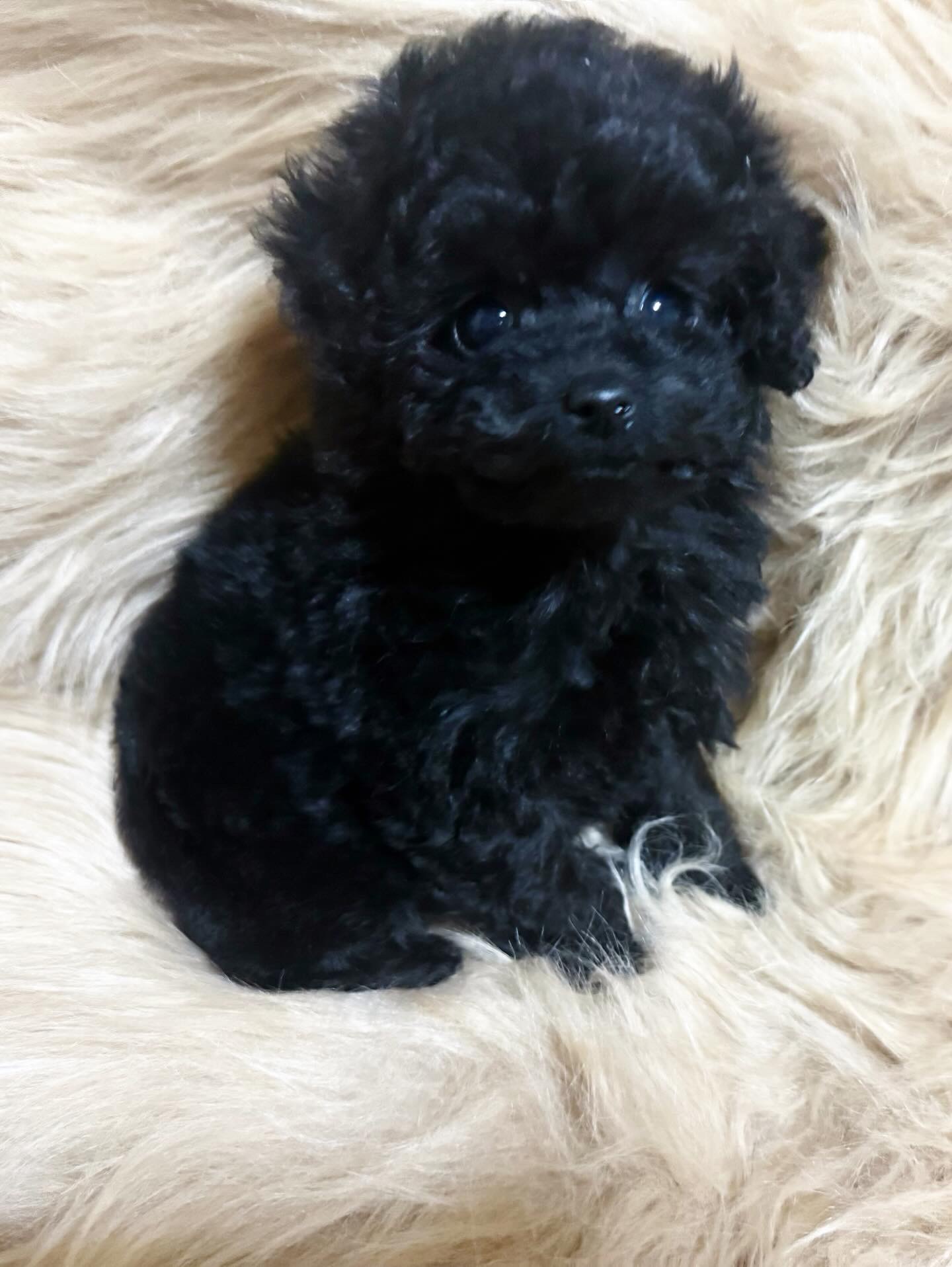 Dog No.029の画像2