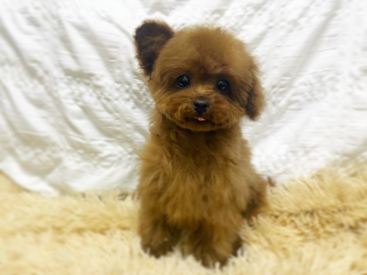 Dog No.031の画像4