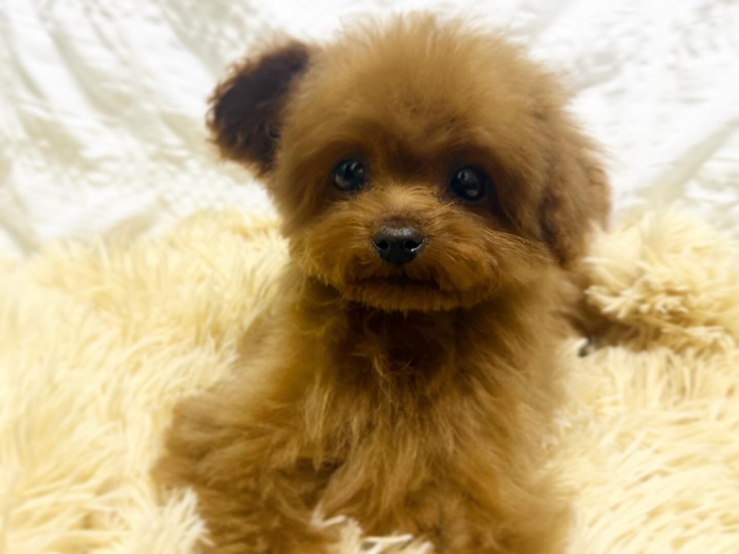 Dog No.031の画像3