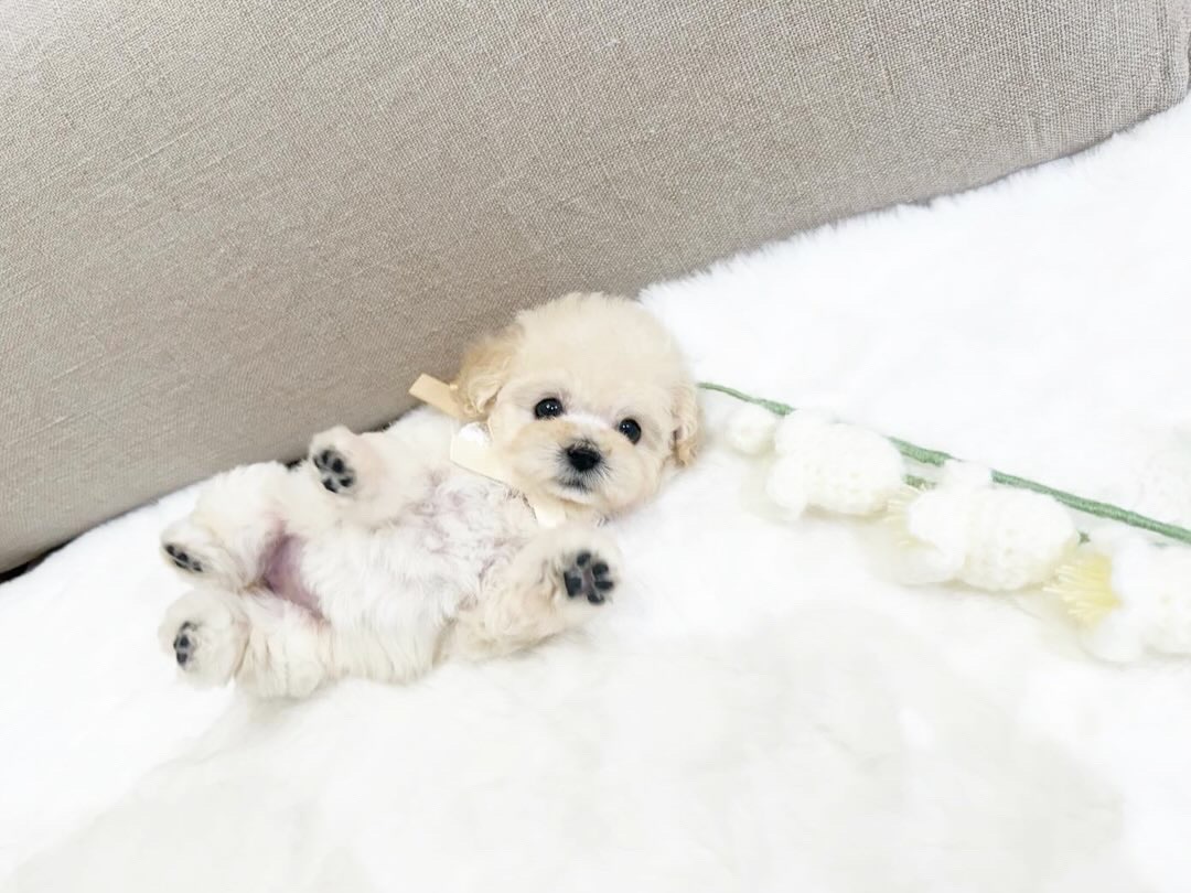 Dog No.032の画像2