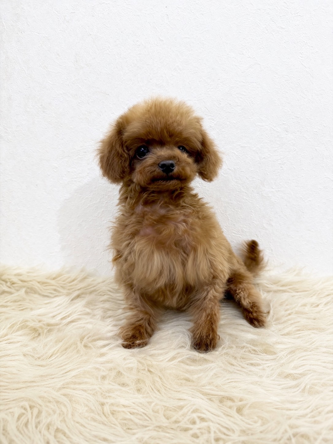 Dog No.031の画像2