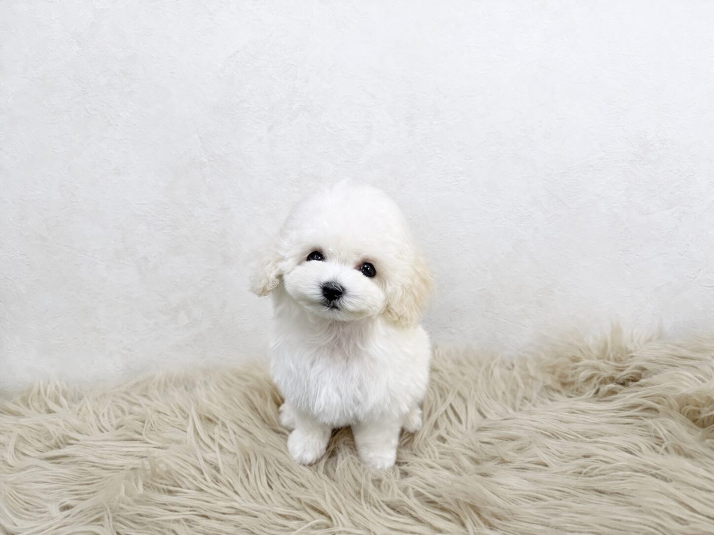 Dog No.040の画像4