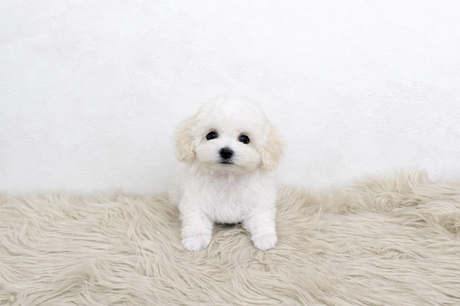 Dog No.040の画像3