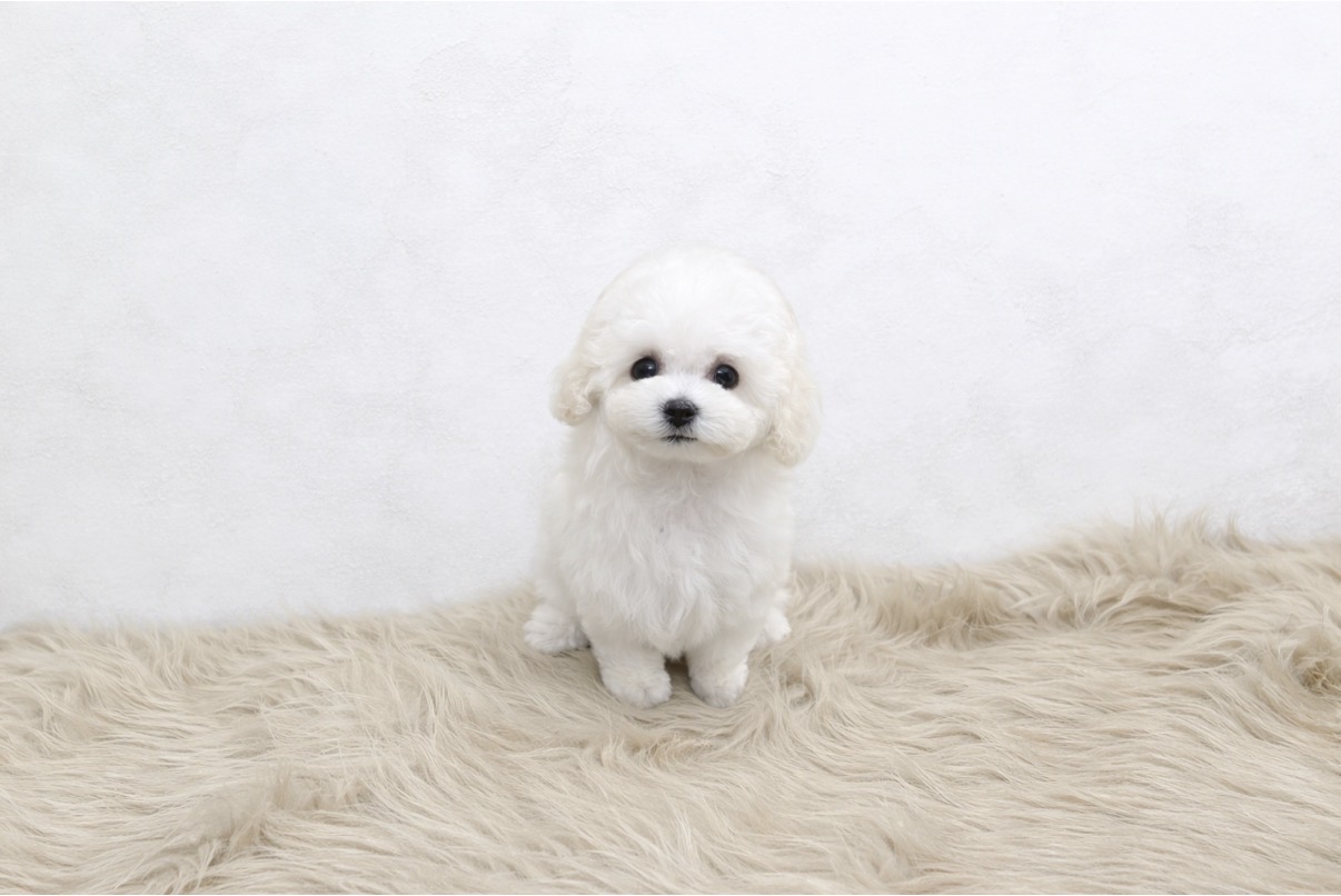 Dog No.040の画像2