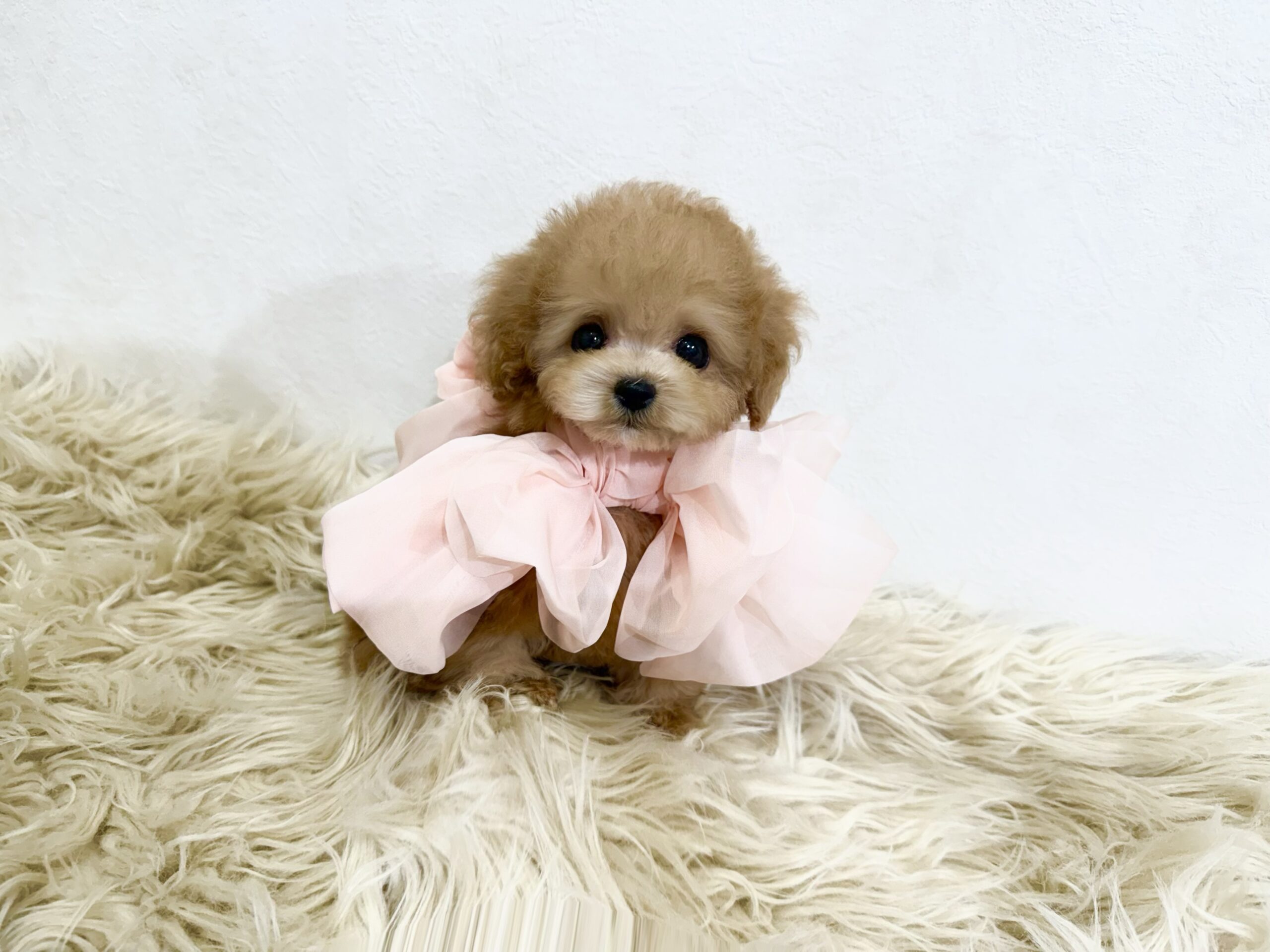 Dog No.045の画像2