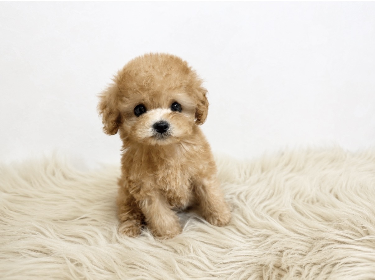 Dog No.045の画像3