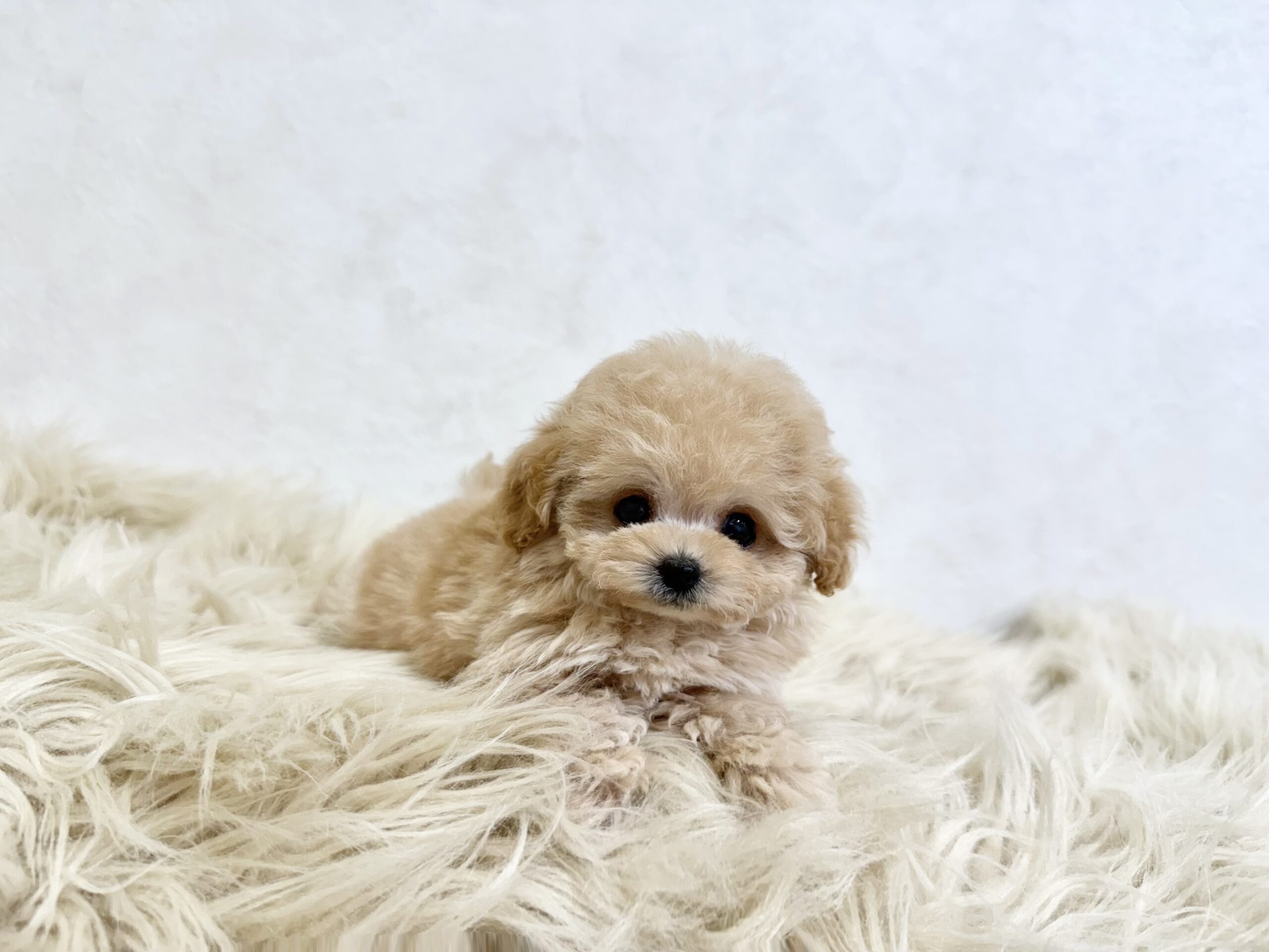 Dog No.050の画像3