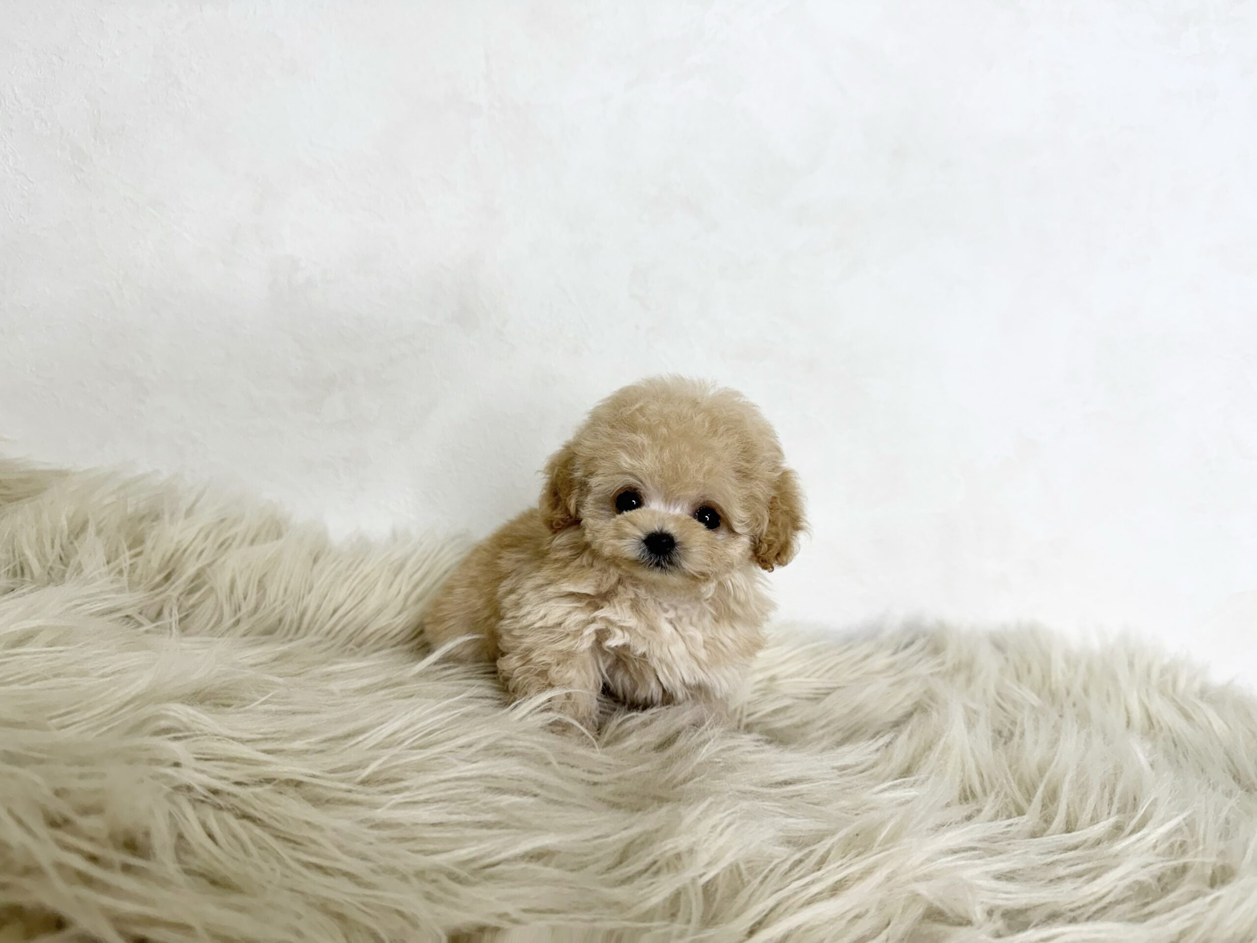 Dog No.050の画像2