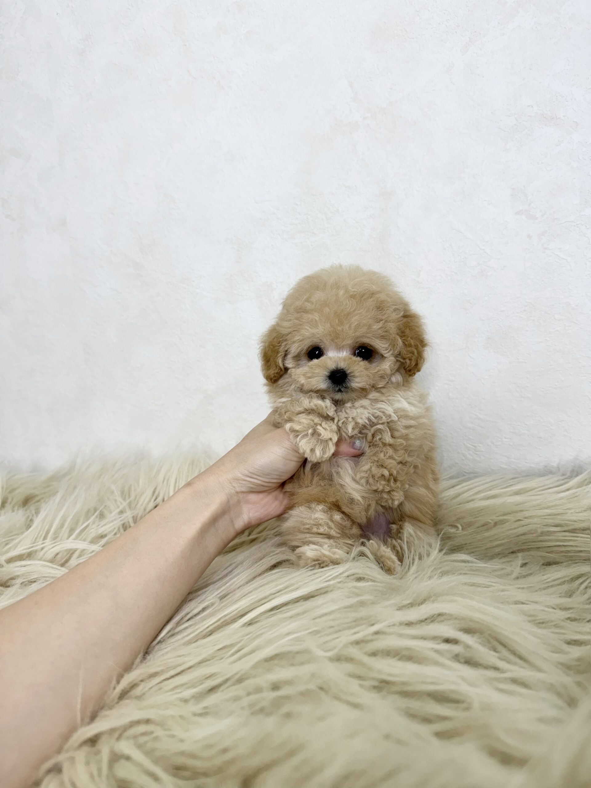 Dog No.050の画像4