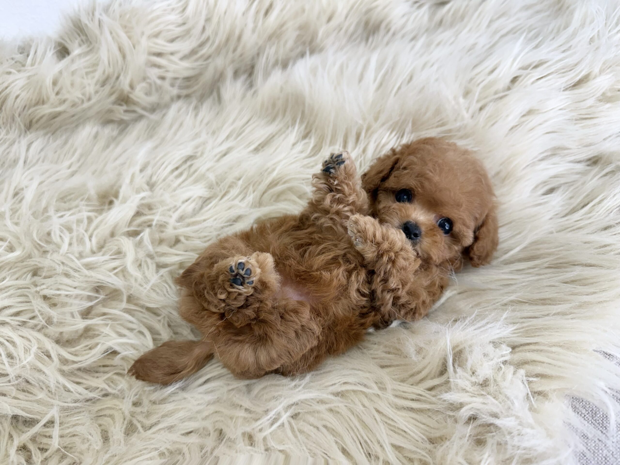 Dog No.051の画像2