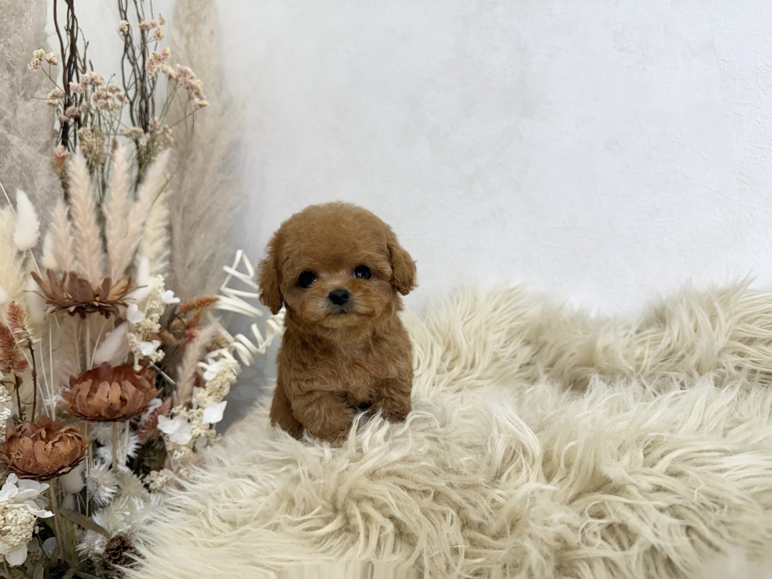 Dog No.051の画像4
