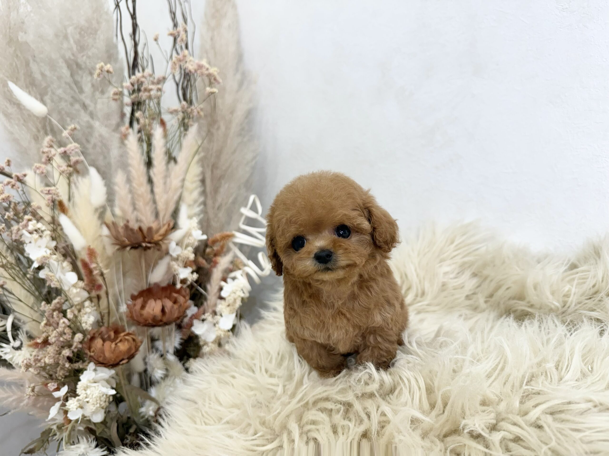 Dog No.051の画像3