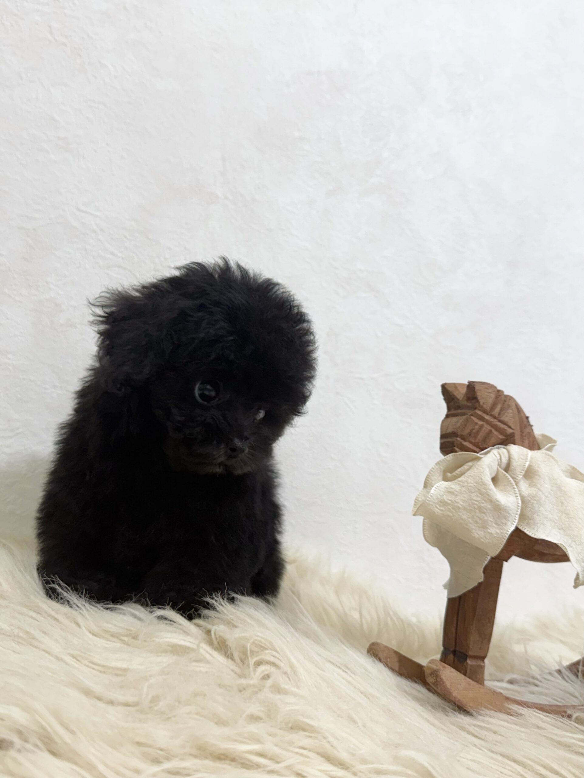 Dog No.055の画像4