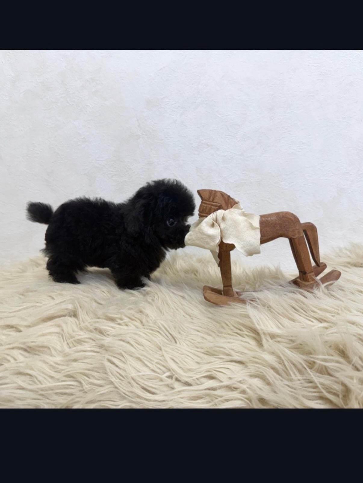 Dog No.055の画像2