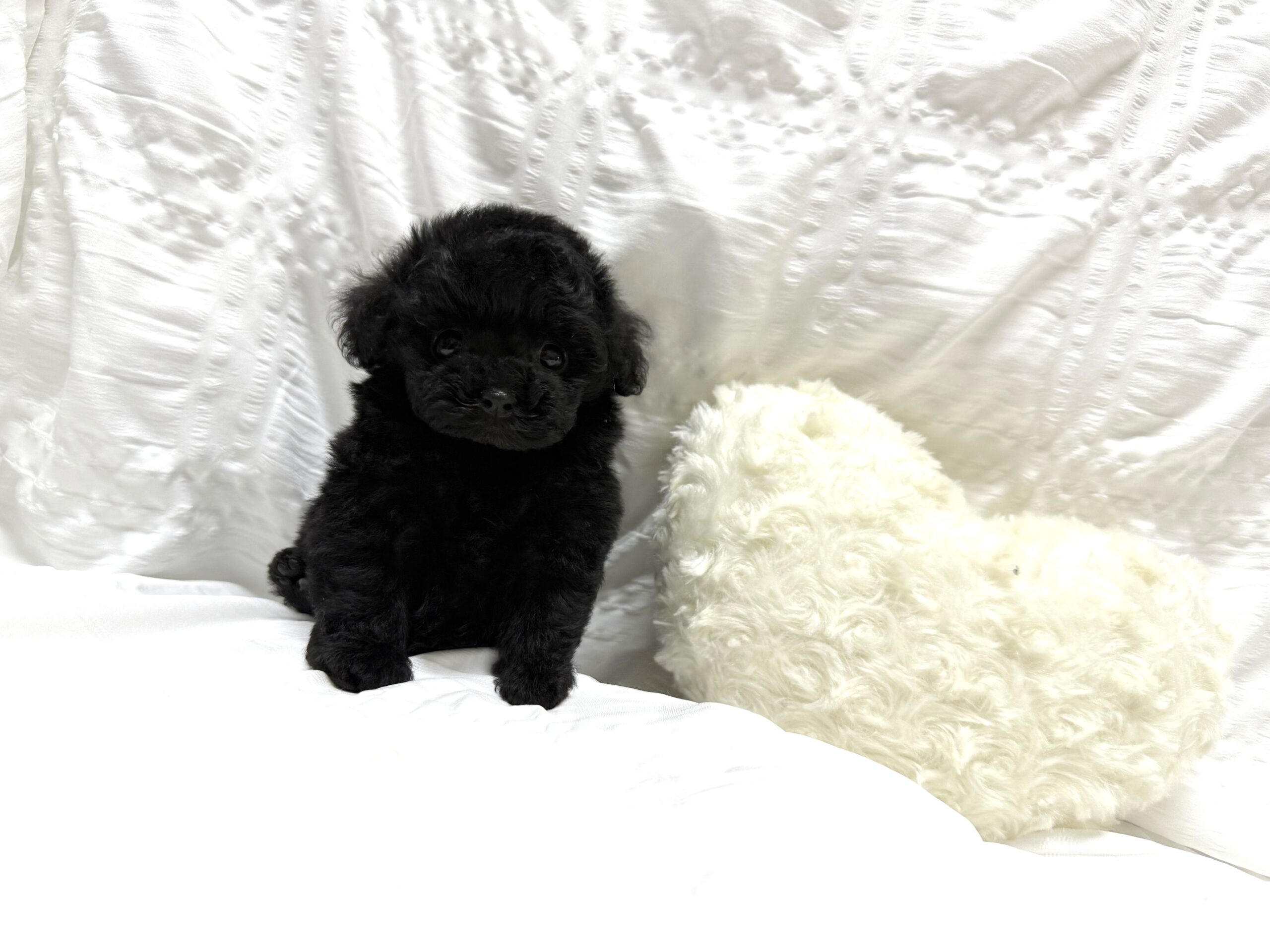 Dog No.055の画像3
