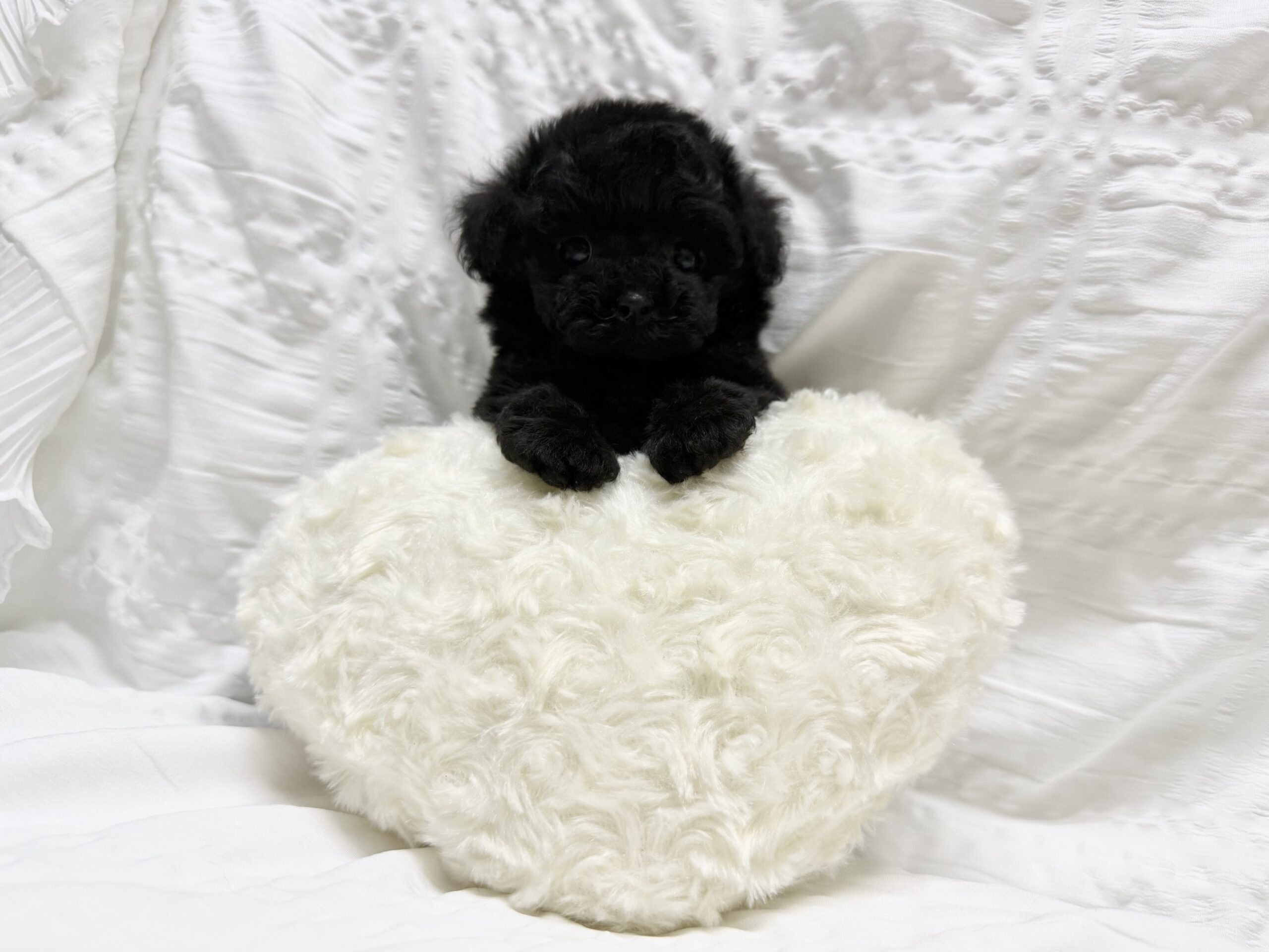 Dog No.055の画像2